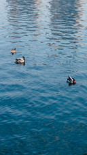 A glimpse of wild ducks in songjiang in early spring