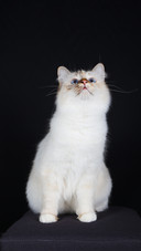Cat5