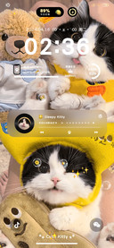 奶黄包可爱小猫