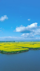Natural Landscape of Rape Flower Wetland in Duotian