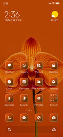 Orchid