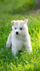 A Cute Siberian Husky Puppy on Grass