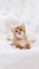 Cute little kitten on white blanket