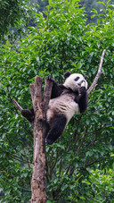 A grand display of giant pandas eating postures