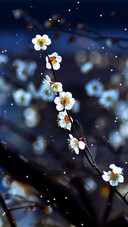 khm cherry flower