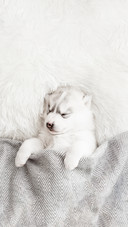 Cute Siberian Husky Puppy Sleep Under a Grey Blanket