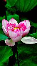 The pink lotus flowers reflect the sun at the right time