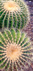 Cactuses series_DWM3