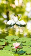 Romantic Swan-02