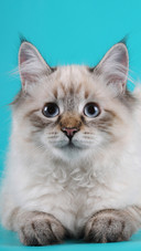 Cute pet-06