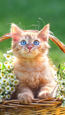 The yellow kitten is in the chamomile basket