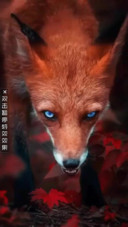 AE火狐狸