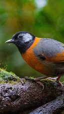 Songbirds that perch on rocks
