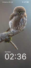 Woodland Song
