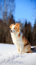 Dog515