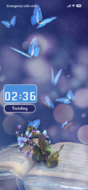 Butterfly