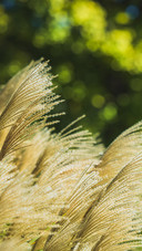Autumn at the national botanical garden