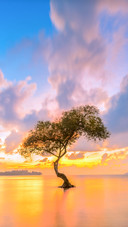 Dramatic Colorful Sunset Sky Above Silhouette Big Tree
