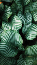 Wild plant