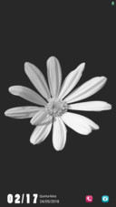 Adara Flower TT