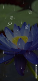 夏夜蓝莲花