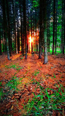 Forest sunset