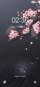 Cherry blossoms