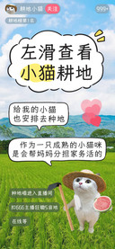 左滑查看小猫耕地