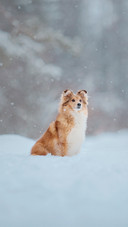 Shetland Sheepdog Puppy in Winter