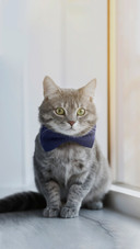 猫咪清洁大有讲究