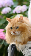 A melancholy longhaired orange cat