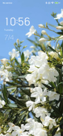 Blossoms