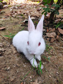 Rabbit