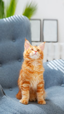 Red Cat Sitting on a Chair
