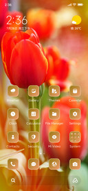 Tulip