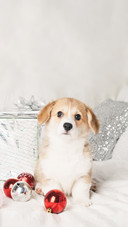 Pembroke Welsh Corgi Puppy with Christmas Decorations