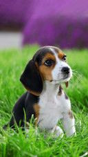 Dog422