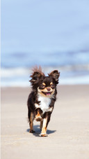 Happy chihuahua dog running on a beach