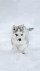 A Husky Dog Playing on The Snow