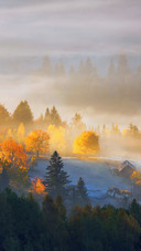 Morning Sun Shines in The Forest