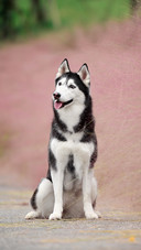 Husky is still suitable for others to raise 60