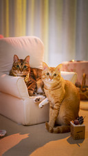 Two Cats Playing On Sofa