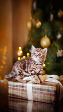 A Cat Sitting On The Gift Box on Holiday