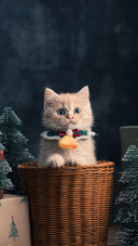 A Cat Sitting in A Basket by some Christmas Trees