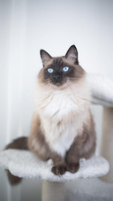 “猫奴”的诞生