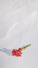Red flowers of Kalanchoe in the snow