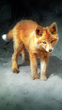 Little fox