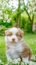 Dog (2)