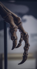 Dinosaur (10)