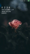 玫瑰